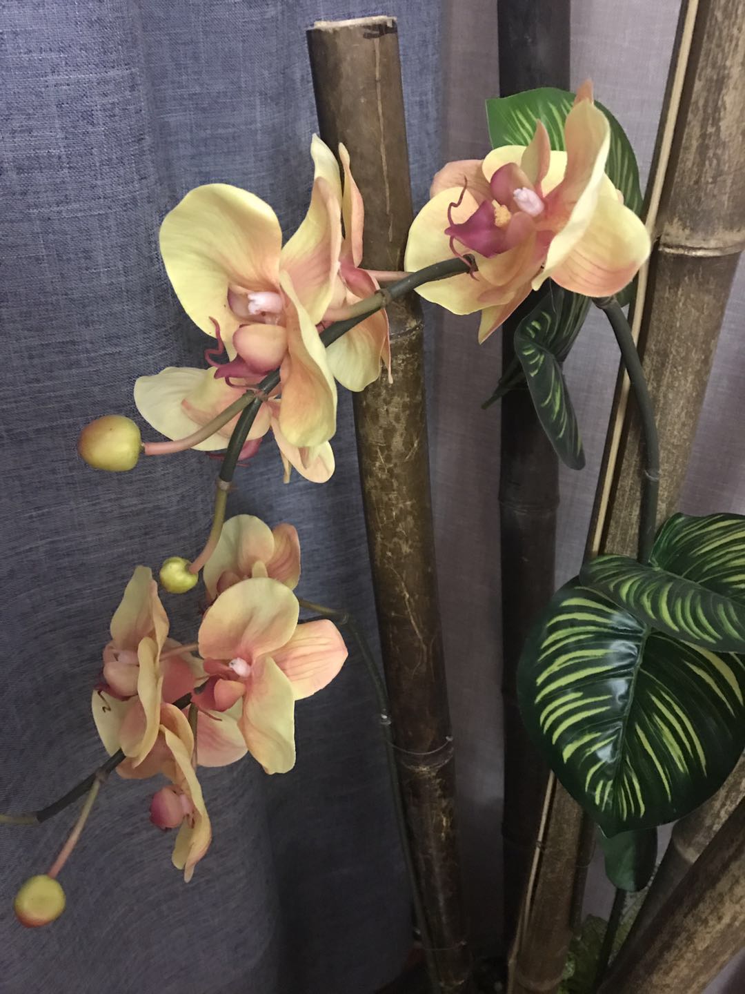 芙蓉湾养生馆